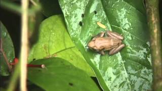 Coqui frogs given rare sanctuary on Hawaii Island [upl. by Adnahsor]