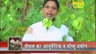 श्वास रोग अस्थमा व कफ Asthma Cough में पीपल का आयुर्वेदिक लाभ  Acharya Balkrishna [upl. by Ovid]