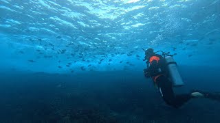 Julian Rocks Diving Off Byron Bay [upl. by Nyrhtac]