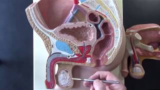 Male Reproductive System Model [upl. by Henning135]