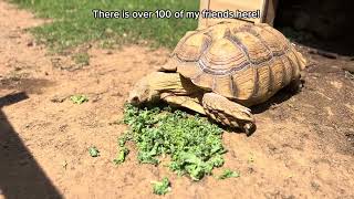 Tortoise has a goat over to share his salad Come experience all Ocoee Riverside Farm has to offer [upl. by Boehmer]