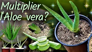 Comment multiplier lAloe vera  🌵 division des rejets  rempotage de la plante mère 🌵👍 [upl. by Geaghan]