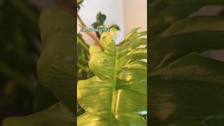 Philodendron Narrow Escape  Planted Mind  shorts plantshorts philodendron [upl. by Haymo]