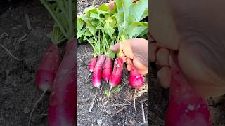 The best radish for a salad recipe 😀 these are French breakfast variety fyp gardening radish [upl. by Sholom54]