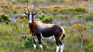 Bontebok Pass Part1  Ascent  Mountain Passes of South Africa [upl. by Ardnatal]