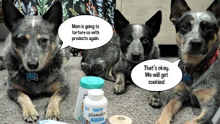 Lets Go Over Some Products With The Heelers [upl. by Nomael109]