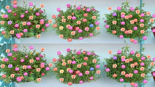 Best amp Easy Recycling Plastic Baskets to Portulaca Cuttings Hanging Garden Ideas [upl. by Anhej]