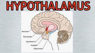 Hypothalamus location hormones control and connections with pituitary [upl. by Midian]