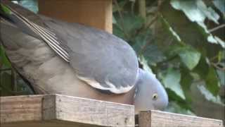 Houtduif  Wood Pigeon  Columba palumbus [upl. by Whitney]