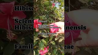 Hibiscus Tea  🌺 🌺 shorts youtubeshorts hibiscus tea [upl. by Tdnerb]