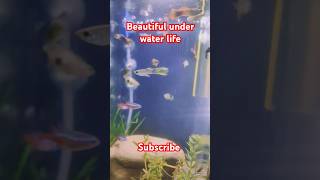 Planted tank setup guppy neontetras zebrafish fish aquarium goldfish betta pets music [upl. by Htebazie]