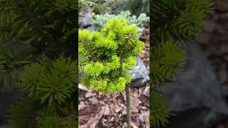 Abies nephrolepis « Сарин»💚🌲💚21082024🌲 [upl. by Yelnoc505]