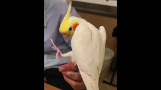 Adorable Cockatiels Cute Singing Performance 😍 🎶 🦜 cockatielscraze [upl. by Eliathan602]