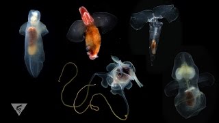 Pteropods Swimming snails of the sea [upl. by Darrick]