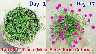 Easiest Way To Grow Portulaca From CuttingsMoss Rose From Cuttings9oClock From Cuttings [upl. by Okkin791]