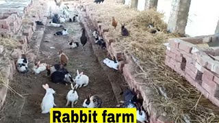 how to start rabbit farming business 2019  khargosh farming in Pakistan  rabbit farm information [upl. by Annavoig]