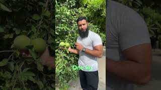 5 Amazing Benefits of Grapefruit on Your Health choktray k faiday golden fruitweight loss fruit [upl. by Johst]