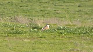 Ferruginous Hawk near Soda Lake 22024 [upl. by Cecil]