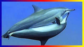 Life In The Ocean Dolphin Courting And Mating Sucess [upl. by Socrates]