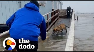 Football Players Rescue Mom And Puppies Left Behind During A Storm  The Dodo [upl. by Haldane729]