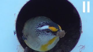 Striated Pardalote [upl. by Vish]