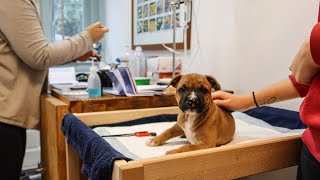 Titer Testing a Litter  Vaccicheck  Raising a Litter of Sporting Staffordshire Bull Terrier [upl. by Rossen]