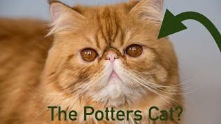 Crookshanks Was The Potters Cat Harry Potter Theory Inspiration SuperCarlinBrothers [upl. by Arded573]