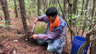 小伙冒雨上山捡菌子，发现山坡草丛不对劲，走近一看高兴坏了 [upl. by Rosemare640]