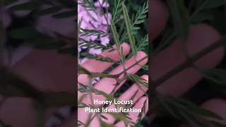 Honey Locust Plant Identification  Medicinal Plants 🕊 herbalism foraging [upl. by Ng760]