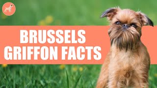 Brussels Griffon Dog Breed 10 Amazing Facts You Must Know [upl. by Neehsuan]