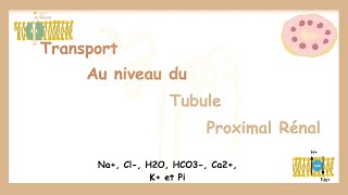 Transport Au Niveau Du Tubule Proximal Réabsorption Et SécrétionSystème Urinaire [upl. by Eramal679]