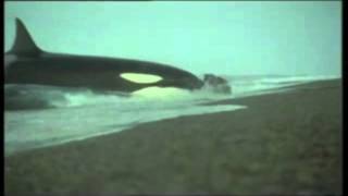 Killer Whale vs Sea Lion  Killer Whale Gets Owned [upl. by Trilbie]