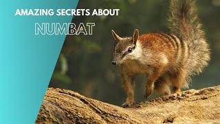 Amazing Secrets About Numbat [upl. by Neille613]