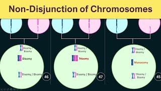 NonDisjunction of chromosomes  Trisomy Monosomy amp Disomy [upl. by Roban132]