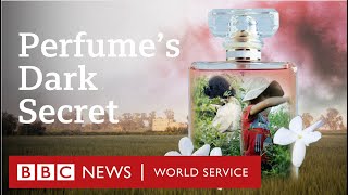 Child labour behind global brands bestselling perfumes  BBC World Service Documentaries [upl. by Canice]