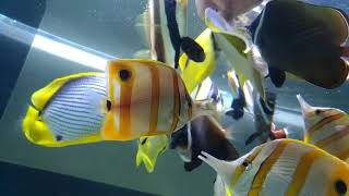 butterfly fish only tank feeding冬瓜搶餌 [upl. by Shaeffer]