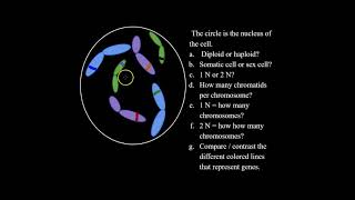 What are Diploid and Haploid Cells and How to Solve Haploid and Diploid Problems for Bio Classes [upl. by Avot584]