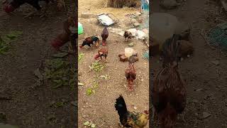 murgi palon  aseel murgi farm  farming video 🚜🐄🌾 [upl. by Beckerman233]