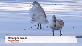 Whooper Swans Cygnus cygnus  Singschwäne [upl. by Monaco280]