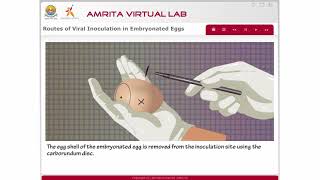 Routes of Viral Inoculation in Embryonated Eggs [upl. by Lal639]