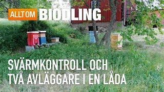 Svärmkontroll och två avläggare i en låda  Biodling [upl. by Ebeohp]