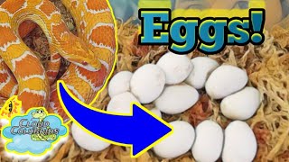 All of my Cornsnake EGGS [upl. by Sucramel]