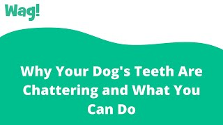 Why Your Dogs Teeth Are Chattering and What You Can Do  Wag [upl. by Naujit]