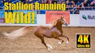 Scottsdale Arabian Horse Show Liberty Run 2022 Winning Stallion Bryzzo [upl. by Neau]