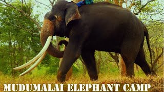 The Elephant Whisperers 🐘 Oscar Award  Mudumalai Elephant Camp Episode 5 Bengaluru to OotyTamil [upl. by Juliano]