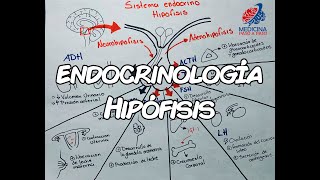 Endocrinología Hipófisis GENERALIDADES [upl. by Lilaj]