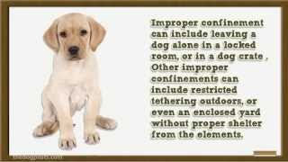 Why Do Dogs Bark  How To Stop Your Dog Barking With A Stop Barking Collar [upl. by Allys68]