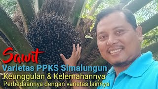 Melirik sawit varietas PPKS Simalungun [upl. by Hammock169]