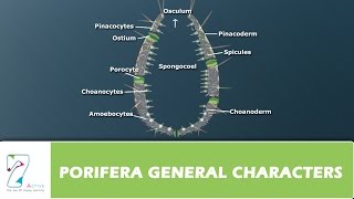 PORIFERA GENERAL CHARACTERS [upl. by Cir]