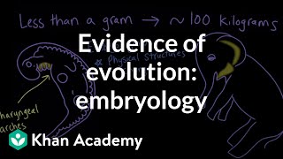 What is the Evidence for Evolution [upl. by Reave237]